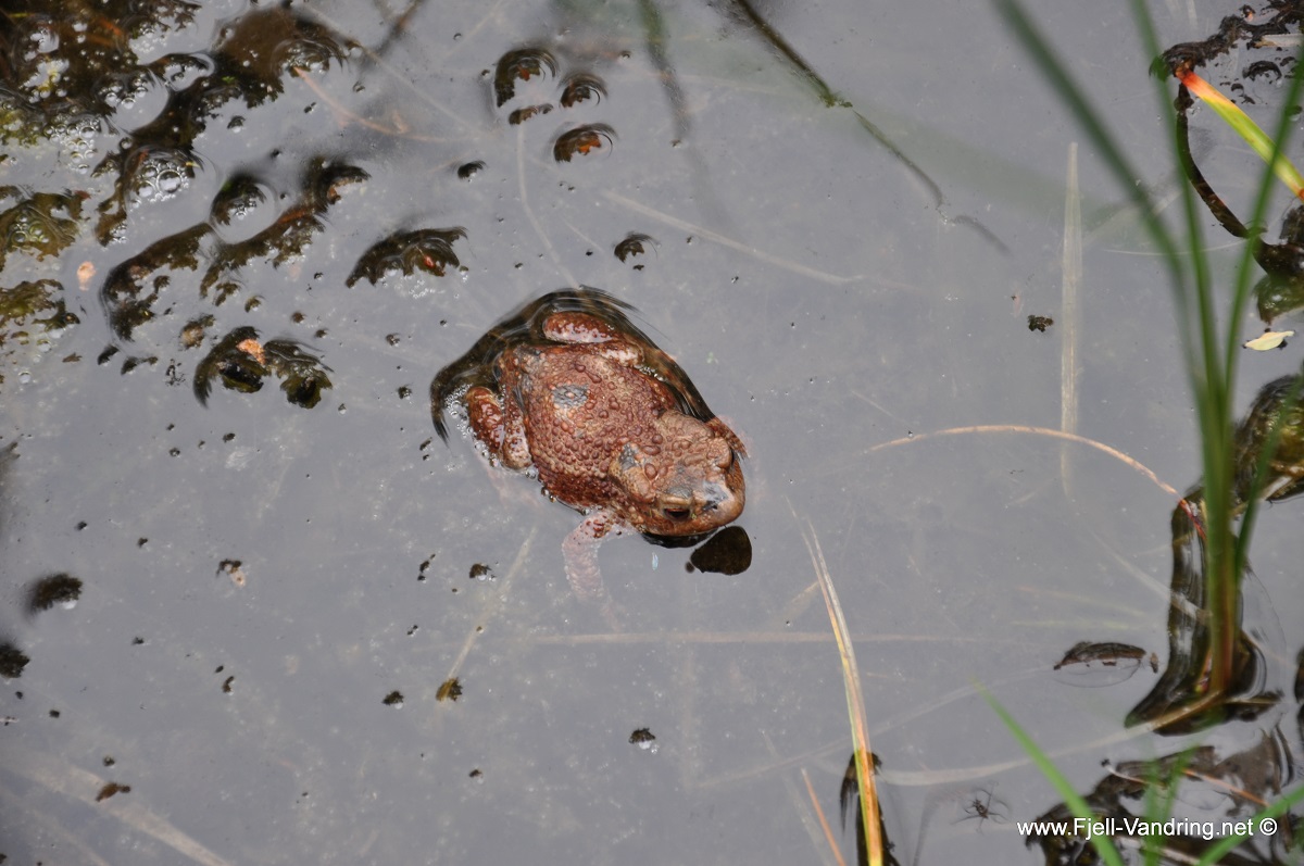 Hetlandskogen - En liten frosk på tur